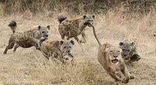 hyenas and lions have fierce battles over food. which type of relationship does this describe?