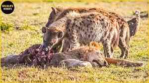 hyenas and lions have fierce battles over food. which type of relationship does this describe?